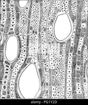 . Eucalyptographia. Une description de l'atlas d'eucalyptus de l'Australie et les îles ;. L'eucalyptus, la botanique. . Veuillez noter que ces images sont extraites de la page numérisée des images qui peuvent avoir été retouchées numériquement pour plus de lisibilité - coloration et l'aspect de ces illustrations ne peut pas parfaitement ressembler à l'œuvre originale.. Mueller, Ferdinand von, 1825-1896. Melbourne, J. Ferres, gouvernement. Imprimer ; [etc. ,Etc. ] Banque D'Images