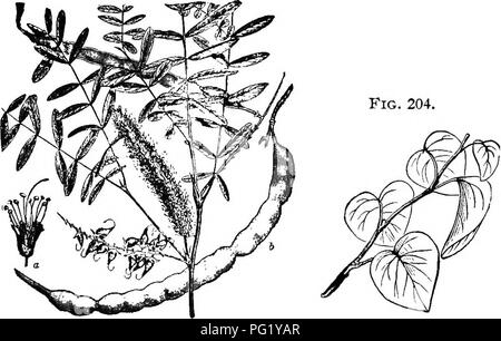 Ce manuel explore l’apiculture, en se concentrant sur les espèces d’abeilles et leur rôle dans la pollinisation. Il traite des différents types d'arbres qui fournissent le miel et le pollen, comme le saule, et de la relation entre les fleurs staminées et pistillées. Le guide met également en évidence la production saisonnière de miel et les pratiques apicoles pour une collecte efficace du miel. Banque D'Images