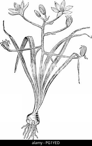 . Des études de l'usine ; une école primaire la botanique. La botanique. SHOOTS 81 semble être à la fin de l'axe de la tige. Il est d'usage, aussi, pour la tige courte portant les feuilles florales d'élargir. Fig. 75. L'étoile de Bethléem {Ofnithogaluvi ehowing), lâche la grappe de fleurs à la fin de la tige. Les feuilles et la tige se présentent d'une ampoule, qui produit une grappe de racines ci-dessous.-Après Strasburger. à l'apex et forment ce qu'on appelle un réceptacle, sur laquelle l'ensemble de feuilles florales fermer stand. Bien que de nombreuses tiges florales sont produites séparément, c'est. Veuillez noter que ces images sont extraites de la page numérisée i Banque D'Images