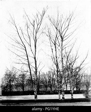 . Des études de l'usine ; une école primaire la botanique. La botanique. SHOOTS 71 ils n'ont pas besoin d'être exposés à la lumière. Tiges audience qu'tlierel échelle feuilles, ore, tenez-rehitiori liglit pas nécessaire, et peut être gratuit des ainsi que l'antenne. Pour la même chose. j'lG. 6^. Un groupe de pleurs et de bouleaux, braiicliin^^ montrant ; habitude et llie pt-culiar branchiets la pendaison. Le trunlis hubit aussi montrer le bouleau de baric en décollant en bandes autour de la tige. motif feuilles d'échelle n'ont pas besoin d'être séparé de l'un anotlier, mais peuvent se chevaucher, comme dans les bourgeons en question. Les feuilles d'échelle parfois se produire si entremêlées de fo Banque D'Images