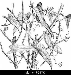 . Des études de l'usine ; une école primaire la botanique. La botanique. Liste des EC de pousses d'alpinistes. Dans ce cas, les tiges sont trop v.eak de autonome, mais h l'entrelacement avec l'autre qu'ils peuvent garder un npright position. Il y a des tiges, de plus, montée par wliich twining sur leur soutien, comme la vigne et liop. L'étain. 51. Un cluster, tfiiiilax showins uf : ttie vrilles w hicli climh à, et aussi les aiguillons.-Après Keener. matin gloire ; qui ctliors jiut des vrilles à saisir l'appui (voir fig. 51, 5"2),^ ^tis grapevine et cucund tar)er i tind cithers encore grimper liy qui envoie des autocollants Banque D'Images