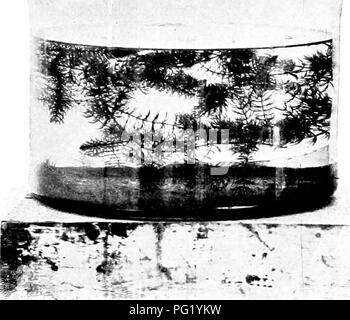 Ce manuel botanique présente les principes de base de la biologie végétale, en se concentrant sur le cycle de vie et les modèles de croissance des plantes submergées comme Ceratophyllum. Le livre illustre comment ces plantes s'adaptent aux milieux aquatiques, démontrant le rôle de la flottabilité et de l'eau dans le développement des plantes. Banque D'Images