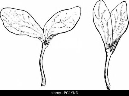 . Des études de l'usine ; une école primaire la botanique. La botanique. 60 Les études de l'usine de tlio danger. Peut-être le plus complètement adapté feuilles de cette nature sont celles du "sensible", les plantes dont les feuilles répondre à diverses influences extérieures en changeant leurs positions. L'usine sensible commune abonde dans les régions sèches, et peut Ije pris comme un type de telles plantes (voir fig. 4, 41, 171). Les pains sont divisées en très nombreuses petites folioles, parfois très petits, qui s'étendent par paires le long des branches de feuilles. Quand la sécheresse, certaines des approches de paires de folioles pli à l'ensemble, légèrement en baisse Banque D'Images