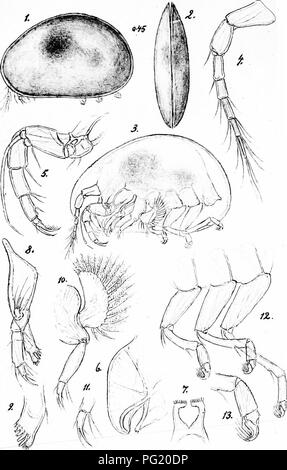 Ce rapport de l’expédition canadienne dans l’Arctique (1913-1918) détaille les découvertes scientifiques liées aux Ostracodes, un groupe de petits crustacés, et donne un aperçu des écosystèmes arctiques et de la vie marine durant l’expédition. Banque D'Images