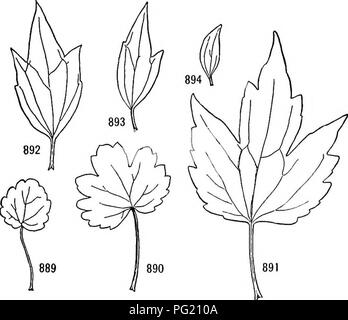 . Un manuel de botanique pour les collèges et universités ... La botanique. 6o6 mince, feuilles de la rosette de l'écologie sont plus divisés que sont le petit 1 hick, feuilles de la tige. Cytisus scoparius dans les trois lobes lovi^er feuilles sont suivies par de simples (ou plus correctement, l'un à lobes) feuilles, fortement réduite en taille, et dans le japon ivy les feuilles inférieures sont trois-parted, tandis que les feuilles supérieures sont simples (bien qu'avec une nervation palmée semblable) et souvent aussi grand que ou même plus importants que ceux ci-dessous (fig. 887, 888). Dans les souches intermédiaires Leonurus cardiaca feuilles sont plus divisés que sont celles ci-dessous ou. Fig. 889-89 Banque D'Images