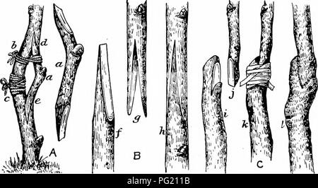 . La multiplication des plantes : les serres et les pépinières la pratique . La propagation de la plante. 202 PLA NT PK(Jl'A(. ; ATION prêts à payer. Aucune des tentatives systématiques ont été faits pour régler la controverse. Le merisier ou cerisier sauvage {Primus avium), utilisé pendant des siècles comme un stock, atteint de 30 à 40 pieds de haut avec souvent des lignes de 18 pouces de diamètre. En Amérique, il est tendre au froid, mais se développe avec vigueur. Ses semis, im- porté à partir de la France, sont mal attaqué dans les crèches par des champignons, mais elle produit des arbres et des fruits. uniforme Prunus Mahaleb (mahalcb) est un épais, mince-ramifiées fruits non comestibles avec Bush, des ma Banque D'Images