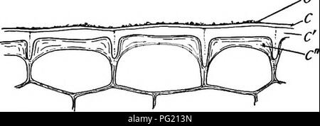 . Un manuel de botanique pour les collèges et universités ... La botanique. S68 l'écologie. sur la face supérieure des feuilles des surfaces dans mesophytes et dans les xérophytes, il n'y a pas d'interruption que ce soit dans l'épiderme, qui contraste de façon frappante avec l'chlorenchyma. Dans la plupart des dicotyls les cellules isodiamétriques sont presque (figs. 8ii, 812, 911), tandis que dans monocotyls ils habituellement sont allongées dans la même direction qu'est la feuille (fig. 796, 804). Souvent l'epi- dermiques de l'air quitte diffèrent des cellules du mésophylle en l'absence de chlorophylle (sauf dans les cellules de garde) et en présence d'un cutinized couche externe, th Banque D'Images