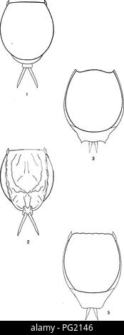 . Rapport de l'Expédition arctique canadienne 1913-1918. Des expéditions scientifiques. . Veuillez noter que ces images sont extraites de la page numérisée des images qui peuvent avoir été retouchées numériquement pour plus de lisibilité - coloration et l'aspect de ces illustrations ne peut pas parfaitement ressembler à l'œuvre originale.. Expédition arctique canadienne (1913-1918). Ottawa, F. A. Acland, Imprimante pour le Roi Banque D'Images