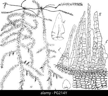 Cette illustration botanique de 'flore de Buitenzorg' présente des représentations détaillées d'espèces végétales trouvées dans les jardins botaniques de Buitenzorg. Il présente diverses plantes tropicales et subtropicales en mettant l'accent sur leur morphologie et leurs habitudes de croissance. Banque D'Images