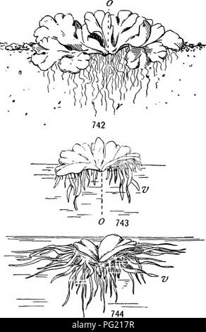 . Un manuel de botanique pour les collèges et universités ... La botanique. Si6 l'écologie dans l'État de Washington et en Colombie-Britannique, la pruche de l'germe souvent sur les souches, les troncs, ou des arbres debout, et a une histoire assez comparables à celle de Ficus dans les tropiques. L'habitude banyan est illustré sur une petite échelle par Selaginella, surtout en chambre humide cultures, où il n'y développer rhizophores avec de nombreux poils absorbants (figs. 735, 896). Dans la mangrove, les racines sont mises de l'avant autant que dans les Ficus, mais lorsqu'ils se branchent à profusion dans l'air et à se répandre latéralement (fig. 741). Si abondants sont ces racines je Banque D'Images