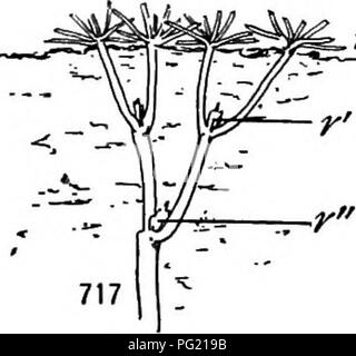 . Un manuel de botanique pour les collèges et universités ... La botanique. Fig. 716, 717.- Les sections du sol schématique, illustrant l'abaissement d'une usine de rosette (Arahis lyrata) d'année en année par la contraction de la racine : 716, un enfant de deux ans avec des feuilles de la rosette (r) à la surface, et avec des restes de la rosette précédente {r') plus profondément ; 717, un enfant de trois ans, qui a une rosette de deux ans (r"), désormais profondément enterré ; ces schémas illustrent aussi multicipital tiges (p. 676).. Veuillez noter que ces images sont extraites de la page numérisée des images qui peuvent avoir été numériquement en Banque D'Images