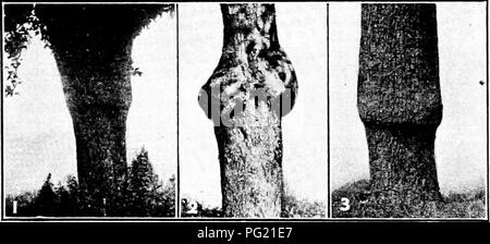 . La multiplication des plantes : les serres et les pépinières la pratique . La propagation de la plante. Annonce EXPEKIMICXTS DANIELS CONCLUSIONS I''5 rot et le panais montrent que la présence de réserver le matériel n'est pas un obstacle au succès. Ceux de la tomate sur la pomme de terre, tournesol annuel sur le topinambour, etc., montrent que la formation de tubercules sur le stock a lieu même lorsque le cion est incapable de produire lui-même les tubercules. Dans le greffage en septembre un jeune sur un chou-navet violet en tête, qui aurait commencé à épaissir sa racine, en octobre, l'épaississement est entrée dans la suite d'avril, lorsque le cion est devenue pléthorique. Il Banque D'Images