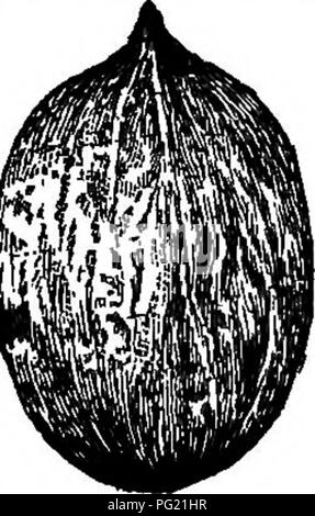 Ce texte, rédigé par Andrew Samuel Fuller, fournit des conseils approfondis sur la propagation et la culture des arbres et arbustes portant des noix aux États-Unis, en mettant l'accent sur les techniques adaptées aux différents climats. Le guide couvre les aspects pratiques du soin et de la culture des arbres à noix. Banque D'Images