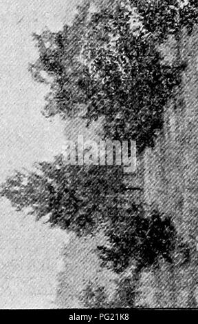 Ce traité offre des conseils détaillés sur la culture et la culture d'arbres portant des noix aux États-Unis, avec des conseils sur la plantation, le soin et la propagation d'espèces comme les noix et les noix de pécan adaptées au climat américain. Banque D'Images