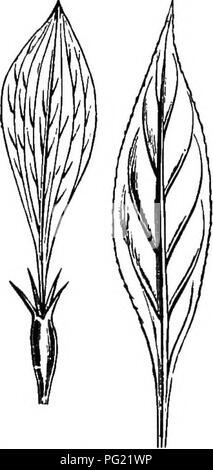 . L'origine de structures florales : grâce à la lutte contre les insectes et d'autres organismes. Les plantes ; fleurs ; Fleurs. 290 LA STRUCTURE DES FLEURS. et des lames des feuilles est vu dans Bipterocarpus scBnda et Mus- (Fig. 68). Les états de transition à partir d'un seul à une double fleur de Saxifraga decipiens, décrit et figuré par M. C. Morren,* montre que la nouvelle foi-pétales med à la place d'étamines, comme aussi les pétales de la fleur, correspondent exactement, à la fois dans la forme et avec les cotylédons, nervation tbe. Nervation palmée ce qui représente simplement un type plus primitives ; et, puisque les fleurs sont construits de rencontré Banque D'Images