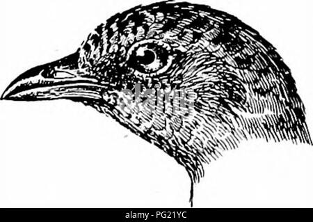 . Les oiseaux de l'Afrique du Sud. Les oiseaux. SAKOTHBUEA Alecthelia EALLID^ 256 dimidiata, Gurney, dans Daniaraland B. Andersson, p. 320 (1872) ; Ayres, Ibis, 1877, p. 354. Corethrura rufa, Sharpe, Cat. B. M. xxiii, p. 121 (1894), Shelley, B. Arrière : i, p. 177 (1896). Sarothrura rufa, Beichenoiv, Vog. Afr. i, p. 288 (1900). Description. Mâle adulte.-tête, la nuque, le cou, la gorge et la poitrine, riche marron ; le reste de la surface supérieure, noir longitudinalement striés de blanc, le dernier étant de couleur sur la queue plus sous la forme de taches brun-noir ; les couleurs primaires, les deux premières avec une ligne blanchâtre al Banque D'Images