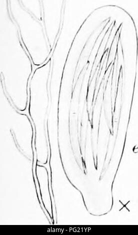 . Une monographie de lichens trouvés en Grande-Bretagne ; être un catalogue descriptif de l'espèce dans l'herbier du British Museum. Les lichens. . Veuillez noter que ces images sont extraites de la page numérisée des images qui peuvent avoir été retouchées numériquement pour plus de lisibilité - coloration et l'aspect de ces illustrations ne peut pas parfaitement ressembler à l'œuvre originale.. British Museum (Natural History). Département de botanique ; Crombie, James Morrison, 1833-1906 ; Smith, Annie Lorrain, 1854-1937. Londres, imprimé par ordre de l'Administration Banque D'Images