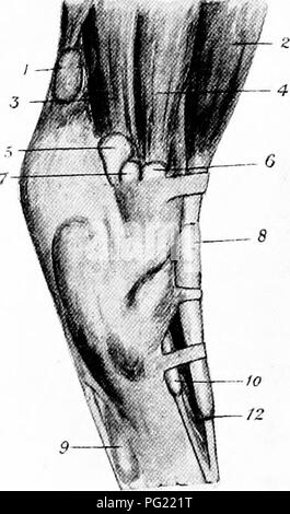 . L'Anatomie chirurgicale du cheval ... Les chevaux. Assiette XX. A.-FRAISES.E ET LES GAINES EN RELATION AVEC LES OS (sEMI-schématique) I. Sommet des grand trochanter. 2 os innommé. 3. Fémur. 4. Bursa sur surface extérieure de convexité. 5, Bursa sur le devant de la rotule. 6. Gaine du tendon extenseur commun des pedis et superficielle de la division fie.metatarsi xor. 7 et 10. Entre les tendons fléchisseurs de Bursa perforatus et gastrocnemius. 8. Tibia, g et 12. Bursa entre par- foratus le tendon et la peau. 11. Os calcis. 13. La gaine de tendon du muscle péroniers latéraux. 14. Gaine du Tendon du fléchisseur perforans. 15. Os sésamoïde. 16. Banque D'Images
