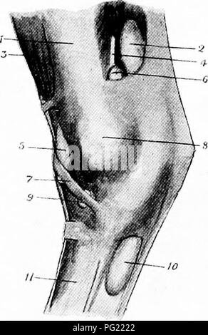 Ce guide anatomique fournit des illustrations détaillées et des descriptions de l'anatomie interne et externe du cheval, soulignant sa pertinence pour les pratiques vétérinaires et chirurgicales. Banque D'Images