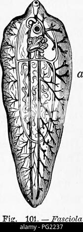 . Zoologie : pour les étudiants et les lecteurs en général . Zoologie. Habitudes alimentaires DE FLUKE.VERS. 151. se produisant dans le foie d'un seul mouton. En ce moment, il passe dans l'intestin, et de là, s'effectue avec l'excre- ment. Les oeufs ou les flets dans de nombreux cas, déposer dans des piscines, Fossés, étangs ou le ici ;- cili young (comme Fig. 99) est libéré, et bientôt l'cilite sont absorbés, quand il devient inerte, et probablement peu après, entre dans le corps d'un escargot (planorbes, etc.), où il se transforme en un grand sac, et le développe- coopératives nouvelles larves dans son intérieur. Ce sac- comme larve est appelée une " infirmière, Banque D'Images