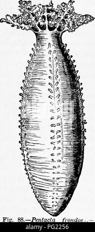 . Zoologie : pour les étudiants et les lecteurs en général . Zoologie. Habitudes alimentaires des HOLOTHXJlilANS. 137 semblant bet-entre les deux branches (échinodermes et les vers) est l'un d'analogie, simplement et n'implique aucune relation de sang. D'autre part la puissance arrangement des pièces et le développement des relations et de l'eau-vas- culière allié du système, à travers les cténophores, avec le Actinozoa et Hydroida, et il semble plus naturel de re- gard les échinodermes comme formant une branche des animaux en- termediate entre les Hydroida et les vers, comme il n'y a certains des vers un système vasculaire à l'eau. Mais la Banque D'Images