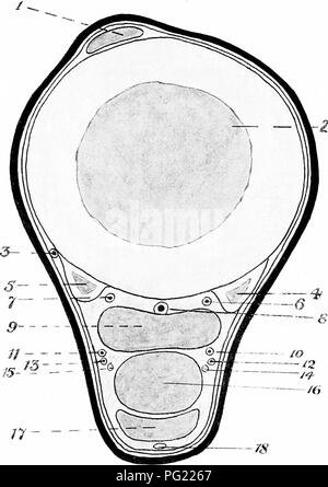 . L'Anatomie chirurgicale du cheval ... Les chevaux. X-plaque, Section transversale de tiers moyen du métatarsien Région de membre postérieur gauche I. tendon du muscle extenseur muscle pedis. 2, Grand os métatarsien. 3. Grande artère métatarsienne. 4. Petit os métatarsien interne. 5. Idem d'externes. 6. Plantaire interne artère interosseous. 7. Idem d'externes. 8. Le méta- profonde veine tarsiennes. g. Ligament suspenseur. 10 et 11. Les veines métatarsien interne et externe. 12 et 13. Les petites artères sans nom en ordre décroissant avec les nerfs plantaires. 14 et 15. Nerfs plantaires internes et externes. 16. Tendon du fléchisseur perforans. 17. Tendon de fl Banque D'Images