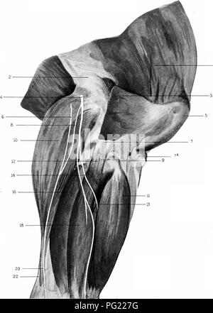 . L'Anatomie chirurgicale du cheval ... Les chevaux. Plate III. Dissection superficielle. Hind Limb (à droite), l'aspect extérieur.-i. Muscles quadriceps. 2. Condyle externe du fémur. 3. Insertion de la division supérieure de biceps femoris. 4. Nerf poplité externe. 5. La rotule. 6. Sa externe|)henous nerf. 7. Le ligament latéral externe de l'étouffer. 7A. Insertion du ligament rotulien externe tout droit antérieur du tibia en tubérosité. 8. La direction générale Communication externe du nerf poplité nerf saphène externe. 9. Tendon du muscle extenseur commun pedis et division des metatai tendineux fléchisseur'si. 10. Ventre de l'extérieur Banque D'Images