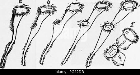 . Zoologie : pour les étudiants et les lecteurs en général . Zoologie. VILIATE INFUSORIA EN T. 37 s'ouvre, permet à l'affaire rejetée pour passer dehors, puis se ferme plus, ne laissant aucune trace d'une prise secteur. Ceci et d'autres semble Infusoria, ensuite, d'avoir un tube digestif, Hol- suivi hors du parenchyme du corps. " Le système," dit Clark, " qui est semblable à la circulation de sang les animaux supérieurs, est représenté en Paramécie par deux vésicules contractiles annonce^ {, cv, i, ii, iii), qui ont tous deux un degré de complication qui, par- pad, dépasse celui de tout autre organe analogue" Banque D'Images