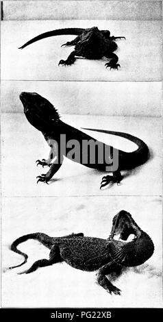 . Le naturaliste en Australie. L'histoire naturelle. Les lézards. 81 manière a maintenant définitivement lieen justifié dans le cas de l'Frilled Lizard serait très intéressant. Un lézard australien caractéristique qui invite à bref préavis à proximité d'Chlamydo- saurus est dite du "juif" ou "Lézard barbu" des colonies du sud, à l'origine distin- guished par le titre de Grammatophora barJ&gt;atus, mais plus récemment attribué au genre Amphibolurus. Le populaire titre du Lézard barbu comme appliquée à ce reptile est facile d'expliquer par une référence à la basse Banque D'Images