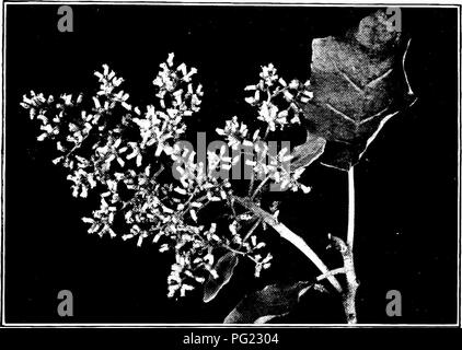 . Plantes de Nouvelle Zélande . La botanique. DAISY, pissenlit, chardon et Famille 4 :^Brachyglotti 5 Genre.s. Des arbustes ou des arbres. Branches et sous surface des feuilles blanc-tonienturji ith. De nombreux chefs, dans de grandes panicules. Acheues ipillosc court, p;. Pappus-poils sériés. '2 sp. Brachyglottis repanda {Bangiora à feuilles ondulées). S tiges ft.-de 20 pi de hauteur. Quitte liin.-Gin. longue, douce, vert terne, sans couleur, ci-dessus, ci-dessous, wav)- dans les grandes lignes. Panicules de fleurs retombantes, habituellement terminal. Dans ^ la tête.-J en. de long, blanchâtre, l'involucre de bractées de shining. Île du Nord principalement. PI. Août-oct. Fig. 154. Brachyglotti Banque D'Images