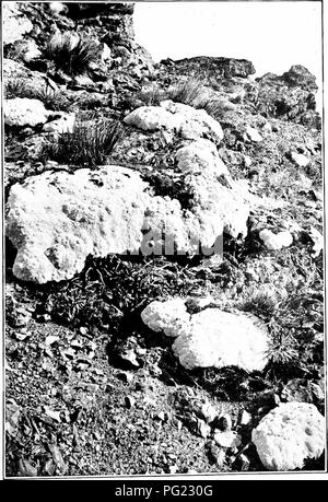 . Plantes de Nouvelle Zélande . La botanique. DAISY, pissenlit, chardon et famille - j'27. BaouliA induimillaiis IW Tig. Veuillez noter que ces images sont extraites de la page numérisée des images qui peuvent avoir été retouchées numériquement pour plus de lisibilité - coloration et l'aspect de ces illustrations ne peut pas parfaitement ressembler à l'œuvre originale.. Laing, R. M. (Robert Malcolm), b. 1865 ; Blackwell, E. W. (Ellen W. ). Christchurch : Whitcombe et tombes Banque D'Images