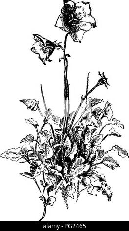 Ce manuel de jardinage fournit des conseils pratiques sur la création de jardins familiaux et la culture de diverses plantes. Il couvre la culture des fleurs, des fruits et des légumes, avec mention spécifique d'espèces telles que le rose écossais et le rose frangé Dianthus, Gas Plant et Gaillardia aristata. Il offre des conseils sur la plantation, les soins et la floraison saisonnière pour aider les jardiniers à développer des terres productives. Banque D'Images