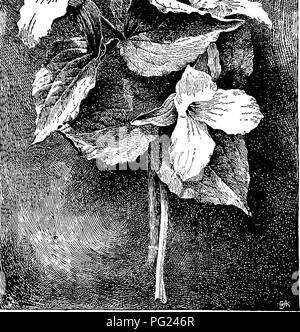 Le *Manuel de jardinage* fournit des conseils pratiques pour créer des jardins familiaux et cultiver diverses fleurs, fruits et légumes. Cela inclut des conseils sur les plantes comme le Forget-me-not (*Myosotis dissitiflora*), le trillium (*Trillium grandiflorum*) et le bluebells (*Mertensia virginica*), qui sont idéales pour les jardins printaniers. Banque D'Images