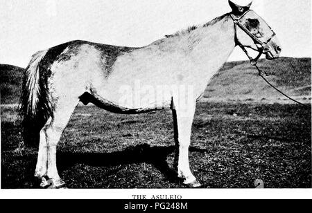 . Par le coeur de la Patagonie. L'histoire naturelle. 54 ET LE COEUR DE LA PATAGONIE hennissement de chevaux, et fut surprise de voir dix-sept de notre troupe de se dépêcher, car il était, à quelques pas de course. Et bien en face d'eux-pourrais-je croire mes yeux ?-était le cheval nous savions que le Asulejo, mais sa vue n'était plus lumineux et il neighed in. Il ASULEJO la joie de son coeur comme il trottait le long friskily ! Il a été l'évidence chef de la révolte. A peine avait-il vu qu'il est tombé derrière moi, essayant de paraître comme si l'un des animaux plus jeunes lui avait attiré de la voie de service, mais qui n'a pas de prétexte Banque D'Images