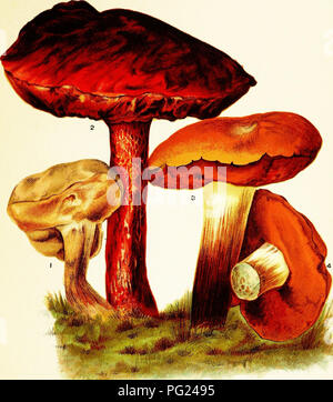 . Les champignons d'Amérique, comestibles et toxiques. Les champignons, Côté Cuisine (champignons) ; cbk. PLATE XI. Toxiques OU BOLETI suspectes. I. Boletus felleus Bolet, Amer, un. Boletus alveolatus, Crimson Boletus. 3. 4- Boletus luridus, Boletus scabreuses.. • FiauBS-ya-ft 1 ci-dessus est très mnch comme des Figures 2 et 3, la plaque VII., de champignons comestibles, dont il se distingue facilement par son goût amer et rosy tabes. FiQUBE 2 est une espèce américaine, et l'autorité de soupçonner qu'il se trouve dans le fait que tous les Boleti qui ont la bouche rouge ou rouge-tubes ont été considérés comme toxiques. Bien que Banque D'Images