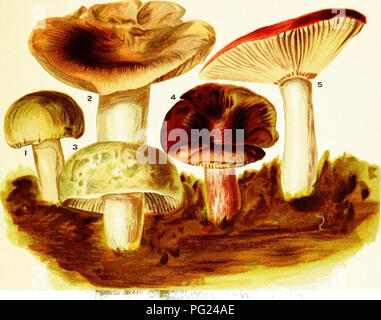 . Les champignons d'Amérique, comestibles et toxiques. Les champignons, Côté Cuisine (champignons) ; cbk. Assiette VI. RUSSULAS COMESTIBLES. 2. Russula heterophylla. Russula virescens. Russula lepida. 5. J'^ussula alutacea.. DESCRIPTION. PiLEUs. Nombreuses couleurs, blanc, vert, violet, vert ou rouge vif, très mince cuticule, décollement du bord, adhérent vers le centre ; forme de cloche, d'abord en comprimant les branchies, puis élargi, jusqu'à ce que finalement le centre du bouchon devient déprimé ou concave. GiLiiS. Généralement blanc pur, crème ou chamois, parfois presque ou tout à fait égaux en longueur, rigide, cassant, brisant en segment inégal Banque D'Images