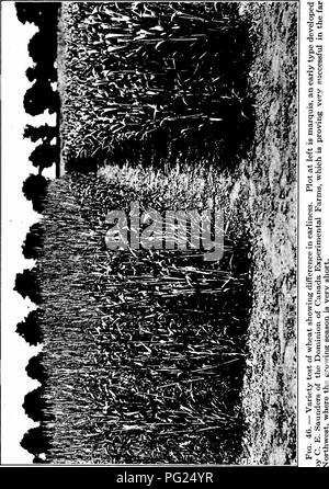 . La production des grandes cultures, un texte-livre pour les cours dans les écoles élémentaires et dans les collèges des cours bref. L'agriculture. Champ 138. PRODUCTION CHOP Veuillez noter que ces images sont extraites de la page numérisée des images qui peuvent avoir été retouchées numériquement pour plus de lisibilité - coloration et l'aspect de ces illustrations ne peut pas parfaitement ressembler à l'œuvre originale.. Livingston, George. New York, The Macmillan Company Banque D'Images