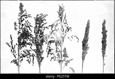 . Le sud de grandes cultures (à l'exclusion des plantes fourragères). L'agriculture. 234 CHAMP SUD Saccharine côtelettes ou sucré 214 sorghos. Description et utilisation. Les sorghos sucrés - sont 8 à 12 pieds de haut, et se distinguent des autres classes de sorgho par la grande abondance de jus sucré dans la tige. " Millet sucre" est un nom local donné parfois à la douce sorghmns, bien que cette plante n'est pas un millet. Lorsque le mot " sorgho " est utilisé seul, il fait généralement référence à la sorgho sucré. Ce groupe est utilisé pour la production de sirop ainsi que pour le fourrage vert et guéri. C'est traiter Banque D'Images