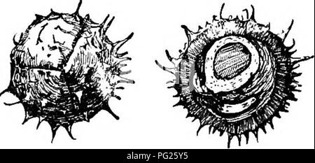 . Beginners' botanique. La botanique. Fig. 234. -Cap- sule de Morn- ing la gloire. 236, 237). Certaines capsules sont d'une loge, mais ils peuvent avoir été composé lorsque les jeunes (dans l'ovaire stade) et les partitions peuvent avoir disparu. Parfois l'une ou plusieurs des carpelles sont uniformément évincées par la croissance d'autres exclusifs des carpelles (Fig. 235). Les graines ou de parties qui sont évincés sont dit d'être abandonné. Il y a plusieurs façons de la déhiscence des cap- sules ou ouvert. Quand ils cassent le long des partitions (ou cloisons), le mode est connu comme septi- cidal déhiscence (Fig. 236) ; dans septicidaldehiscence le fruit sep Banque D'Images