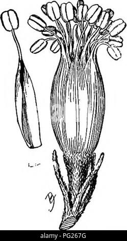 . Beginners' botanique. La botanique. La fertilisation et la pollinisation des fleurs- 149 les enveloppes sont poussés vers le bas et vers l'extérieur et le pistil et les étamines sont en contact avec son abdomen. Depuis la fleur est proterandrous, le pollen que les pistils reçoivent de l'abdomen de l'abeille doit venir d'une autre fleur. Remarque Un ar- rangement quelque peu semblable dans la linaire commune ou beurre-oeufs et-. Dans certains cas, ^Fig. 203) Les étamines sont plus longues que le pistil d'une fleur et plus court dans l'autre. Si les visites d'insectes tels les fleurs, c'est le pollen sur la tête de la fleur, de l'étamine et dépôts'ce pollen Banque D'Images