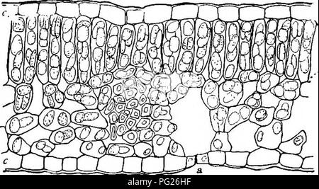 . Beginners' botanique. La botanique. Chapitre XII de la structure ou l'anatomie des feuilles -Outre le cadre, ou le système de veines trouvés dans les pales de toutes les feuilles, il y a un tissu cellulaire appelée mésophylle, ou des feuilles, et d'un épiderme parenchyme ou peau qui couvre l'ensemble de la partie extérieure. Mésophylle. - Le mésophylle n'est pas tous pareils ou neous Soviéti-. La couche supérieure est composée de cellules allongées placé perpendiculairement à la surface de la feuille. On les appelle cellules palissadiques. Ces cellules sont habituellement remplis d'organes vert appelé chlo- rophyll les céréales. Le grain contient un grand nombre de chlo- rophyll d Banque D'Images