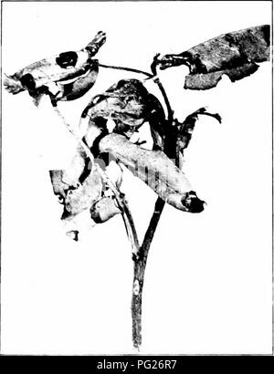 . Insectes nuisibles : la manière de reconnaître et de les contrôler . Les insectes nuisibles ; les insectes nuisibles. Fig. 231.-adulte de la Clover- 'hay Ver. L'original. Fig. 232. - Travaux de l'heixi à bandes Rouleau. Original.. Veuillez noter que ces images sont extraites de la page numérisée des images qui peuvent avoir été retouchées numériquement pour plus de lisibilité - coloration et l'aspect de ces illustrations ne peut pas parfaitement ressembler à l'œuvre originale.. O'Kane, Walter Collins, b. 1877. New York : The Macmillan Company Banque D'Images