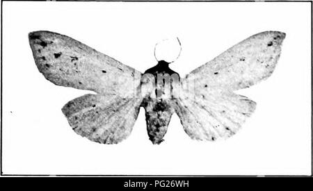 . Insectes nuisibles : la manière de reconnaître et de les contrôler . Les insectes nuisibles ; les insectes nuisibles. Les légionnaires uniponctuées SATIXG LES FEUILLES 183. Fig. 220.- adultes du hérisson Caterpillar. L'original. La selle-Sihiuc stiiiiidca retour Caterpillar (Clem.), THI ? Est un court, large caterpillar, distinctement épineux. Il y a surtout deux longues épines à chaque extrémité. Le corps est sombre à chaque extrémité, hght vert au milieu, et dans le centre de la zone verte est un endroit sombre, de forme ovale. Les épines causer une irritation s'ils entrent en contact avec le. Veuillez noter que ces images sont extraites de la page numérisée des images qui peuvent avoir été d Banque D'Images