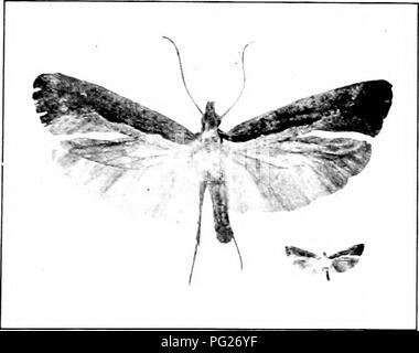 Ce guide propose des méthodes pour reconnaître et contrôler les insectes nuisibles communs qui endommagent les cultures et les plantes. Il couvre l'identification des ravageurs, la prévention des dommages et les traitements efficaces comme les poisons et les pulvérisations. Le livre se concentre sur des solutions pratiques pour les jardiniers et les agriculteurs qui font face aux infestations d'insectes. Banque D'Images