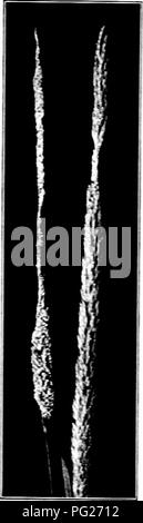 Ce guide porte sur l'identification et la gestion des insectes nuisibles, plus particulièrement le ver de l'armée. Les larves de Army Worm, identifiables par leurs rayures jaunâtres, endommagent les cultures comme l'herbe de timothy. Le guide fournit des méthodes pour reconnaître et contrôler ces insectes destructeurs dans les milieux agricoles. Banque D'Images