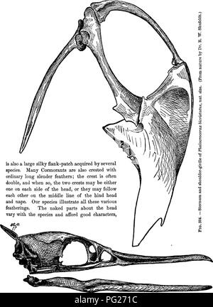 . Clé d'oiseaux de l'Amérique du Nord. Contenant des indications succinctes sur chaque espèce d'oiseau vivant et fossile connu à l'heure actuelle du continent au nord de la frontière du Mexique et des États-Unis, y compris le Groenland et Basse Californie, avec qui sont intégrées d'ornithologie générale : un aperçu de la structure et la classification des oiseaux ; et de l'ornithologie de terrain, un manuel de la collecte, la préparation et la conservation des oiseaux. Les oiseaux ; les oiseaux. COBMOBANTS PHALACMOCOBACID^ :. 725 plumes filamenteuses long Nitzsoh filoplumaceous (considéré par), sur la tête et le cou, et même, dans certains cas, sur la partie supérieure et und Banque D'Images