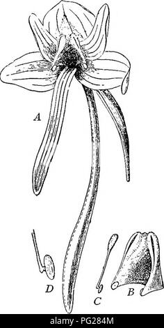 . Un texte-livre de botanique pour les écoles secondaires. La botanique. 248 un texte-livre botanique le style OP envoie comme un toit pour la poche (Fig. 242). Avec un tel arrangement il semble impossible pour le pollen d'atteindre la stigmatisation sans aide. Le nectar est dans une fosse peu au bas de la poche. Comme les foules d'insectes dans la nar- poche d'aviron, son corps est saupoudré par le pollen ; et lorsqu'il visite la prochaine fleur, et pousse de côté le plateau stigmatique, il est susceptible d'-sur elle une partie de l'expo- sée précédemment du pollen. Dans les orchidées, remarque pour leurs étranges et belles fleurs, Banque D'Images