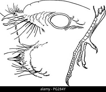 . Clé d'oiseaux de l'Amérique du Nord. Contenant des indications succinctes sur chaque espèce d'oiseau vivant et fossile connu à l'heure actuelle du continent au nord de la frontière du Mexique et des États-Unis, y compris le Groenland et Basse Californie, avec qui sont intégrées d'ornithologie générale : un aperçu de la structure et la classification des oiseaux ; et de l'ornithologie de terrain, un manuel de la collecte, la préparation et la conservation des oiseaux. Les oiseaux ; les oiseaux. 452 SYNOPSIS SYSTÉMATIQUE. -CYPSELIFOBMES PIGABIM. plutôt petits. L'Atlantique sud et les États du Golfe, CaroUna à Territoire indien, le Texas et le Mexique, N. S. à Central Ameri Banque D'Images