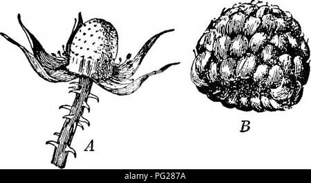 . Un texte-livre de botanique pour les écoles secondaires. La botanique. 240 un texte-livre OP BOTANIQUE Tous les fruits mentionnés ci-dessus comprennent uniquement une modi- fiés paroi ovarienne avec son contenu, mais beaucoup des plus. Fig. 233.-Framboise : une tige de fleur, avec des étamines, calice, ancienne et importante prise, à partir de laquelle le berry (un regroupement de petits fruits en pierre) a été retiré C-S).-Après Bailey.. Veuillez noter que ces images sont extraites de la page numérisée des images qui peuvent avoir été retouchées numériquement pour plus de lisibilité - coloration et l'aspect de ces illustrations ne peut pas parfaitement ressembler à l'œuvre originale.. Coul Banque D'Images