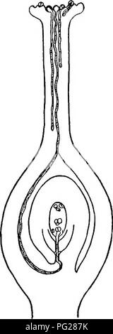 . Un texte-livre de botanique pour les écoles secondaires. La botanique. 23(1 UN TEXTE-LIVRE OP BOTANIQUE la pollinisation (article 125), est effectué dans de nombreux Angiospermes par les insectes, et comment cela est amené sera décrit plus loin. Les grains de pollen qui atteignent la stigmatisation, la surface spécialement préparé pour les recevoir, commencer à mettre des tubes polliniques. Ces tubes se développer par l'opprobre et à saisir le style ; développer le style et entrer dans la cavité de l'ovaire ; atteindre les ovules et saisir leurs micropyles ; et enfin pénétrer dans l'ovule à l'oeuf (Fig. 227). Tout au long de cette évolution de l'homme le tube de cellules sont en c Banque D'Images